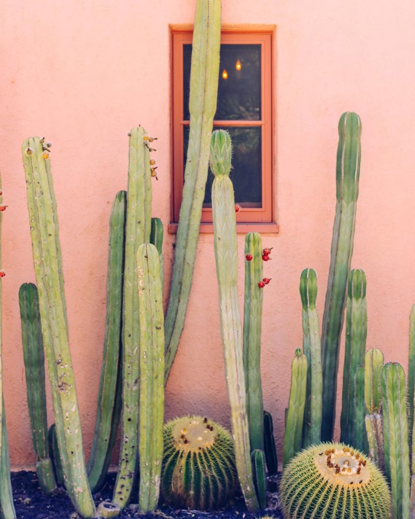 What kind if cactus are you? Long and lean? Or short and round? #jungalow...