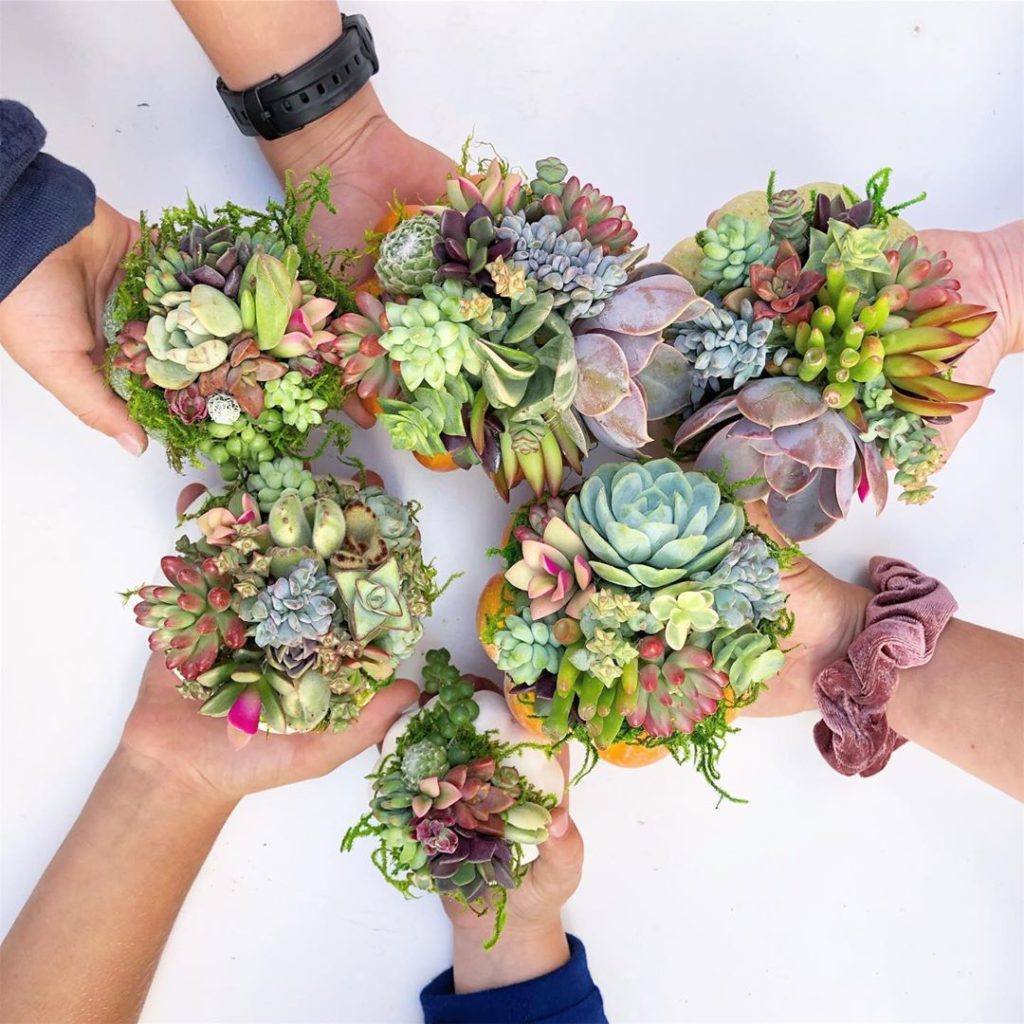 Succulent Pumpkins!  I got my neighborhood kids to take a break from riding scoo...