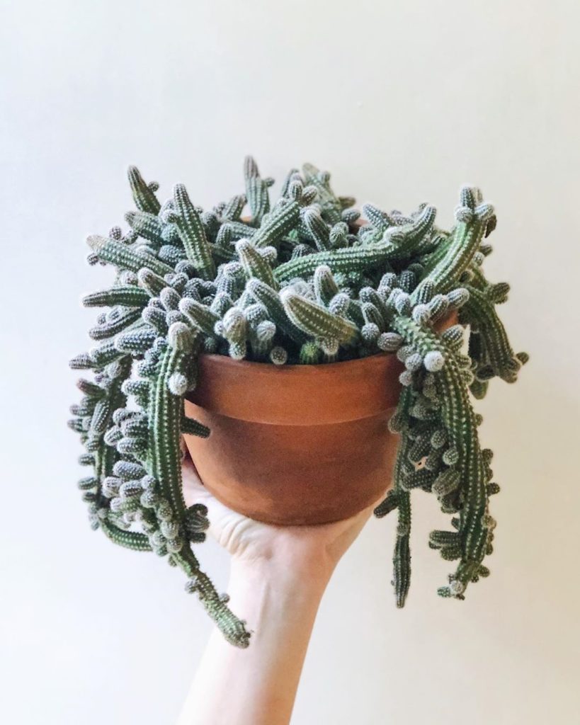 Our #SillSquad ambassador @sarah.slu's peanut cactus is unreal. ...