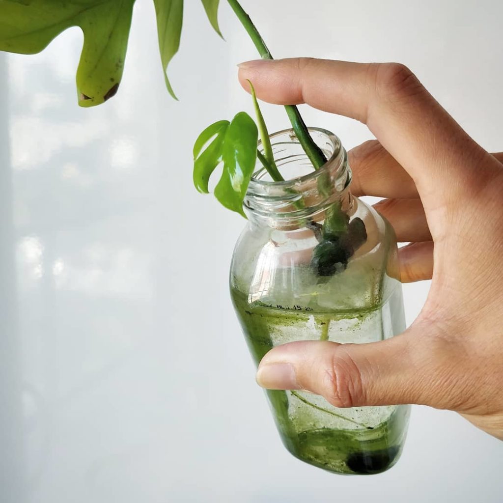 The cutest fenestrated leaf EVER!
-
I was afraid my first tetrasperma would be c...