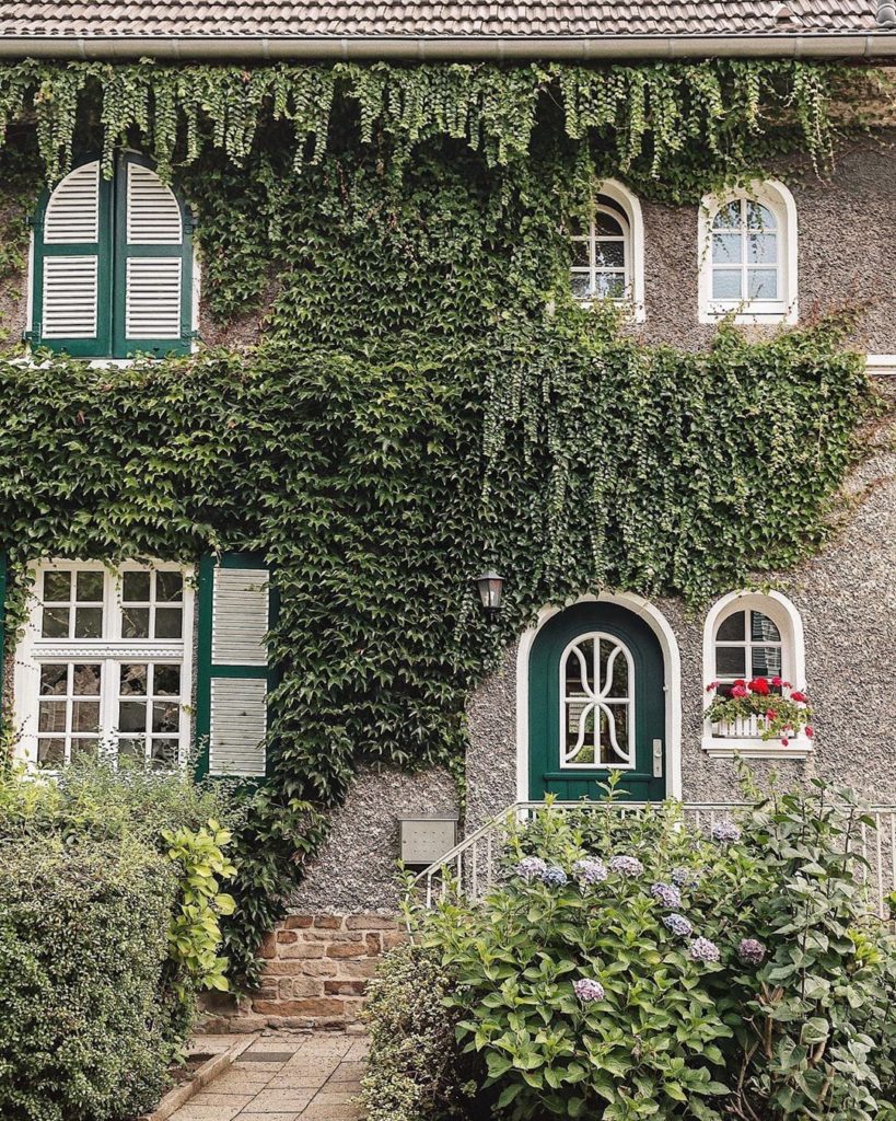 All about this ivy.  Photo via @ckanani....