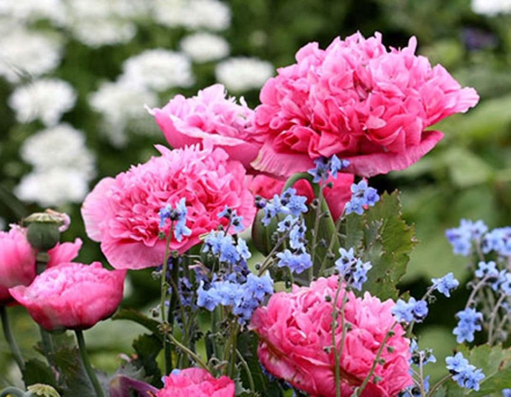 Plant now for a beautiful spring!
.
Because California’s winters are so mild, fa...