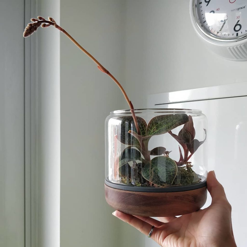 houseplantjournal: Just like my jewel orchid stepping out of its container, I’ll be coming out to d… Just like my jewel orchid stepping out of its container, I'll be coming out to d...