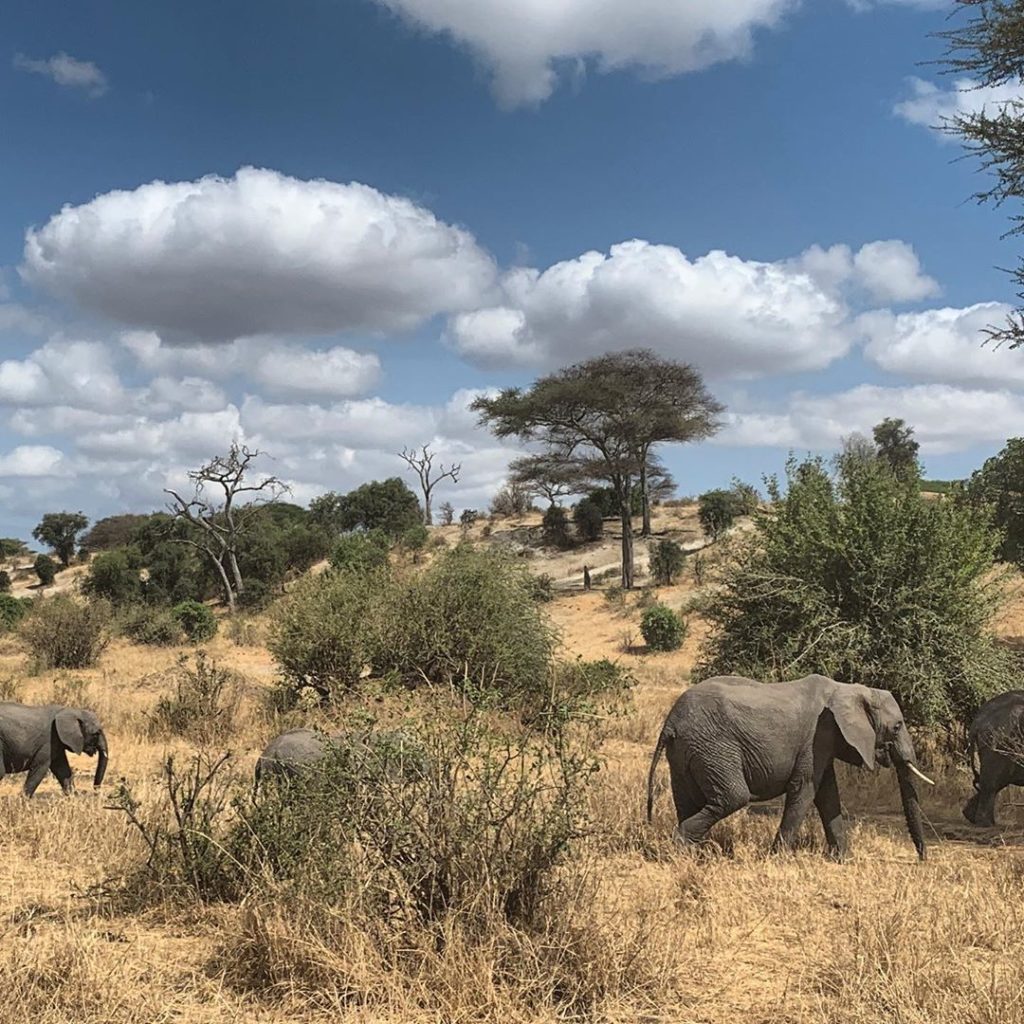 Under an African sky. Clouds roll from the horizon like you drew them as a child...