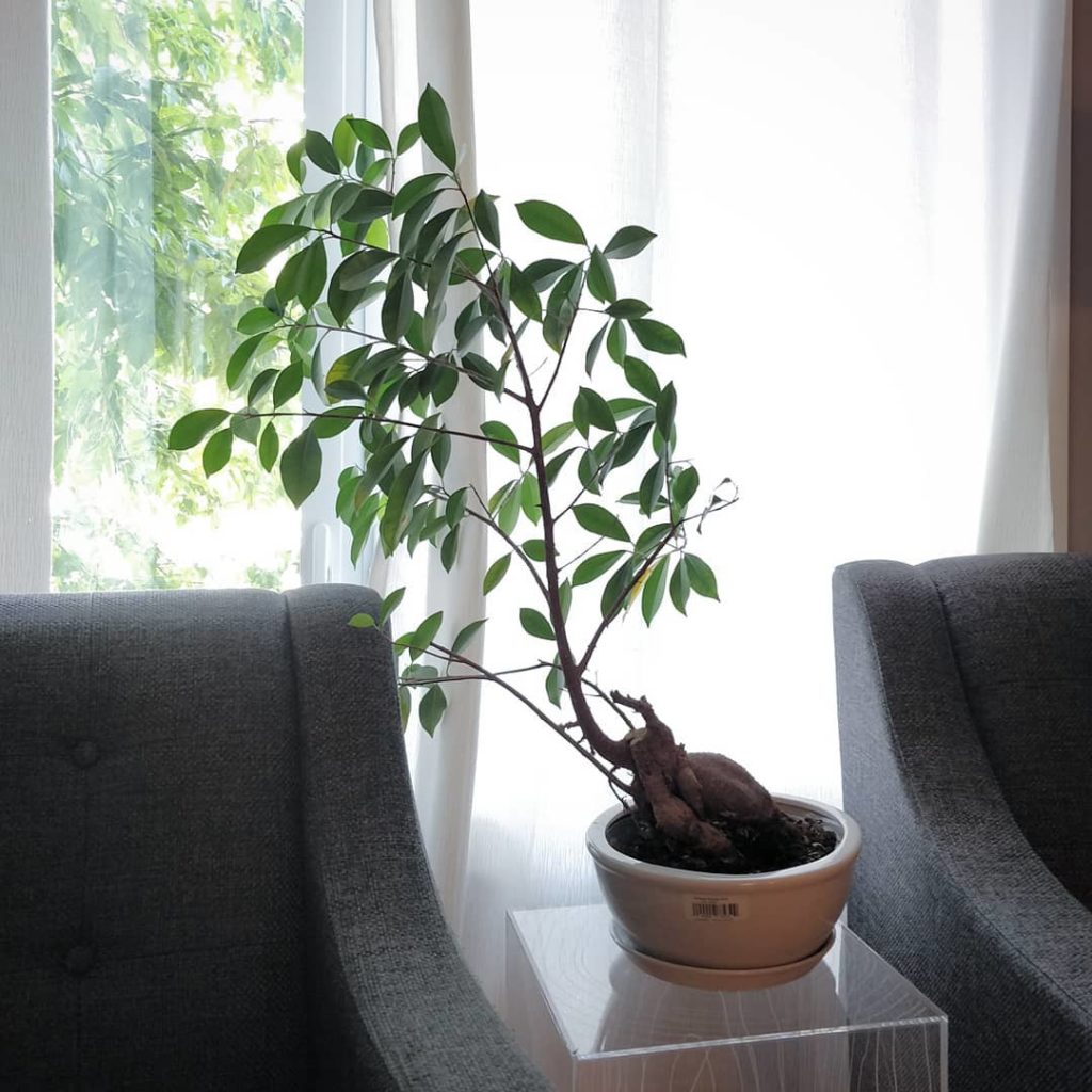 houseplantjournal: 1️⃣ Sept. 2019 2️⃣ July 2016
–
Visited my friends in… 1️⃣ Sept. 2019 2️⃣ July 2016
-
Visited my friends in...