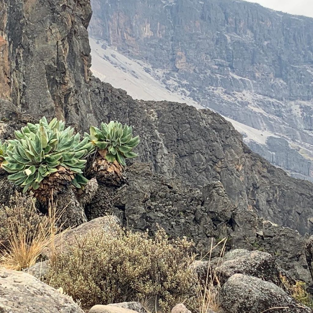 My favourite plant of the trip for @perennialgrbs Dendrosenecio kilimanjari. Nat...
