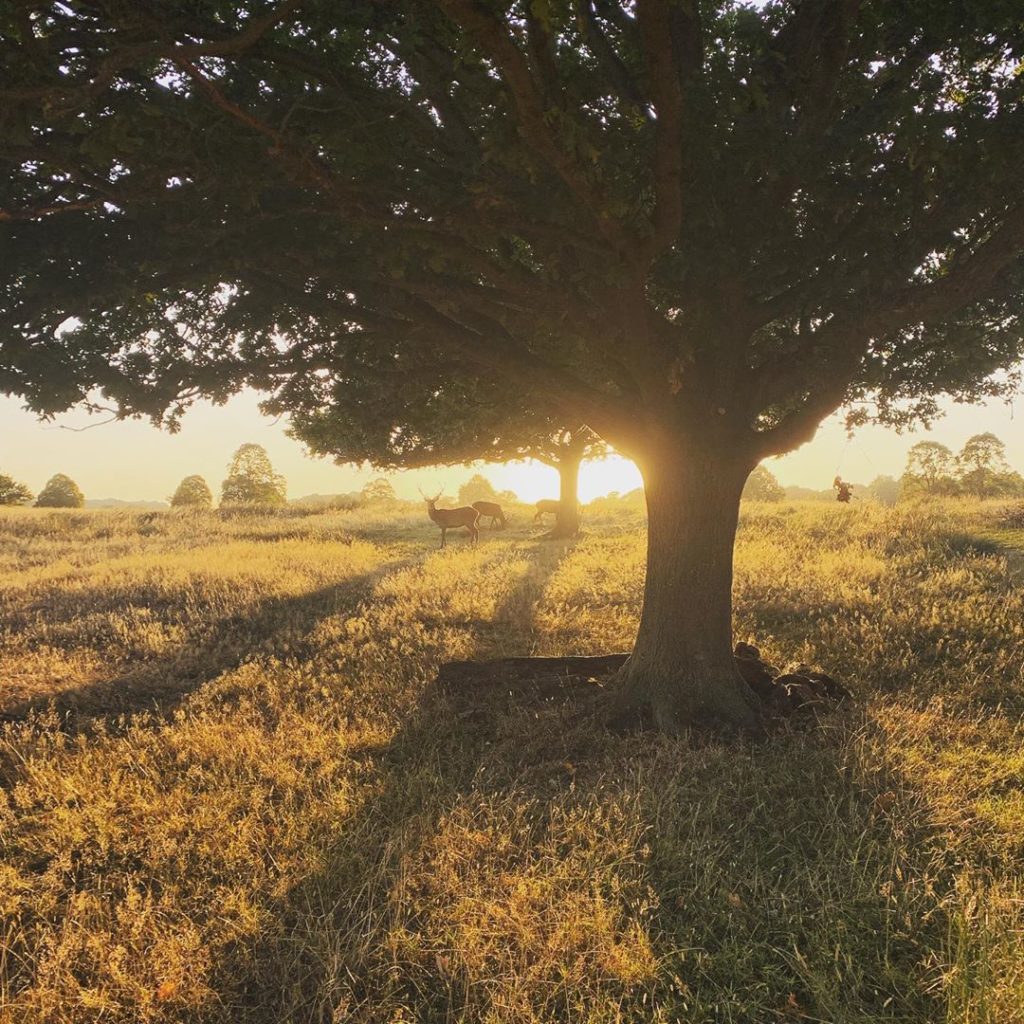 Richmond Park in the autumn. #favoriteplace...