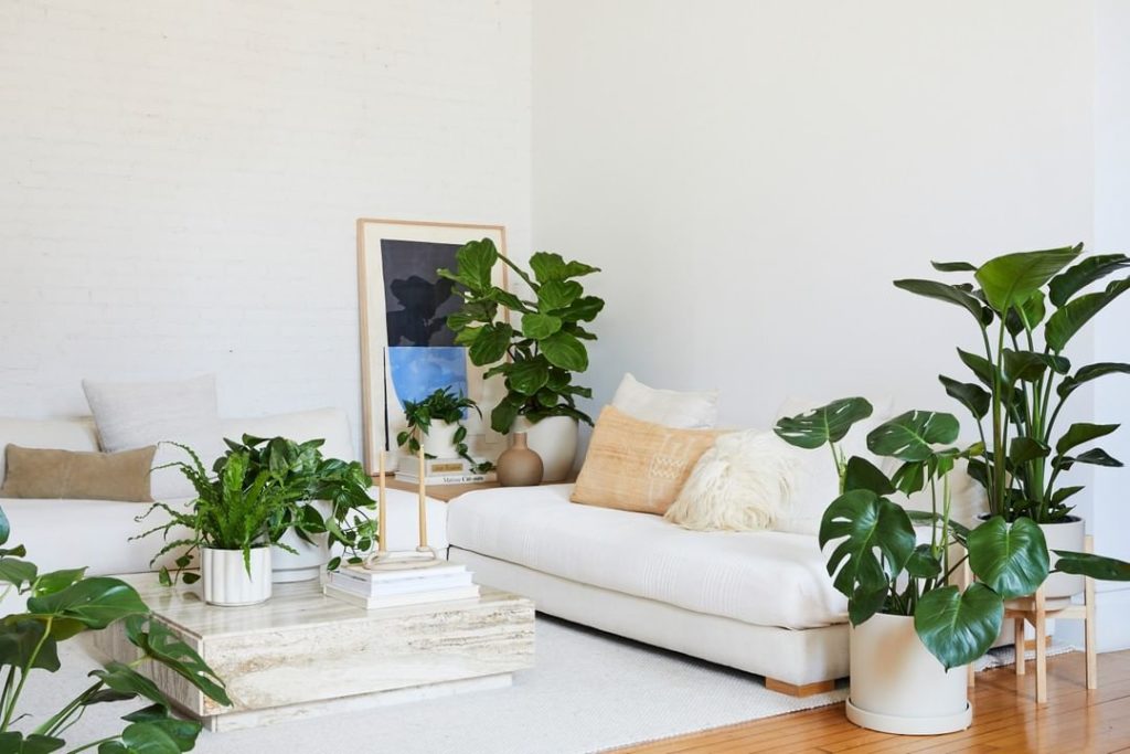 If you're in NYC or LA, you can get the floor plant of your dreams delivered str...