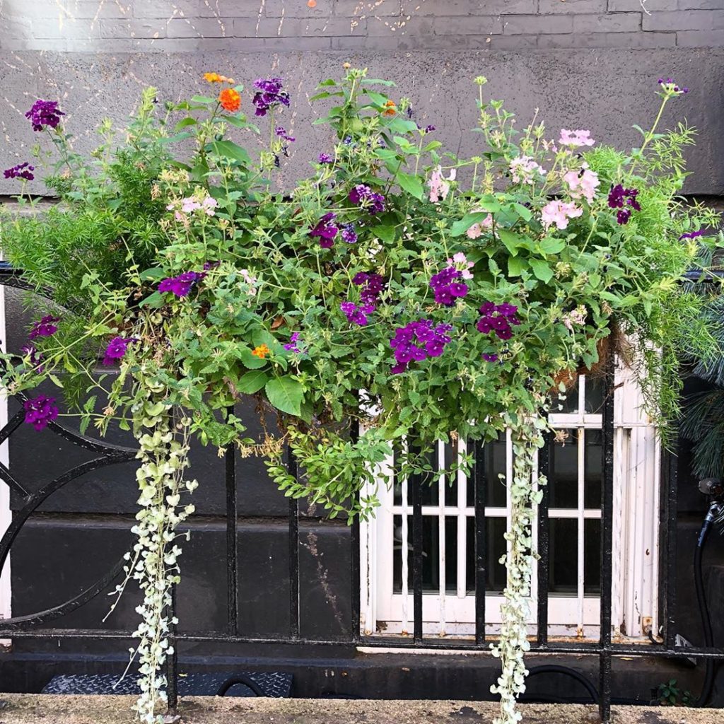 When we visited New York City a few weeks back we went snoopin’ ... on window bo...