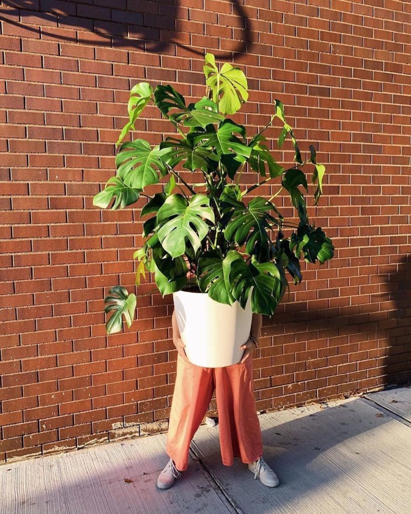 Ever wonder how to move your big, floor plant when you move into a new apartment...