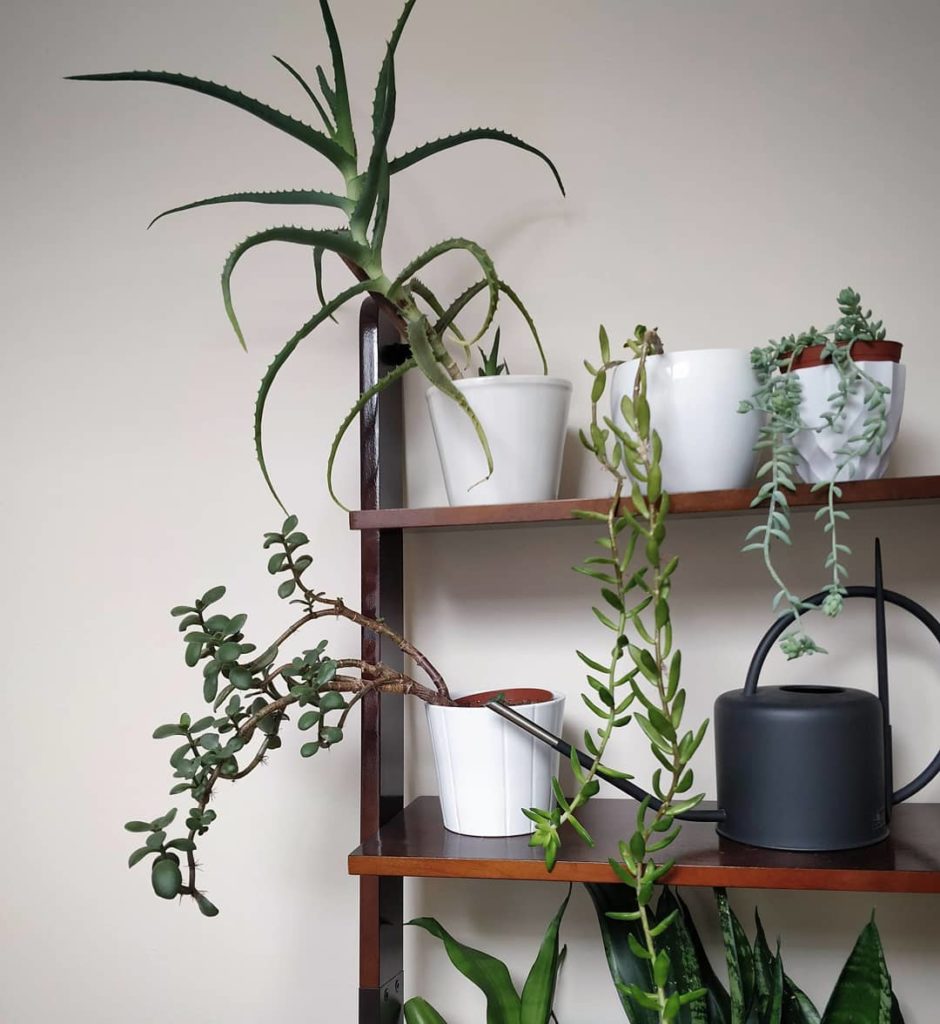 #whatshanginwednesday - my succulents with character: I prefer to appreciate how...