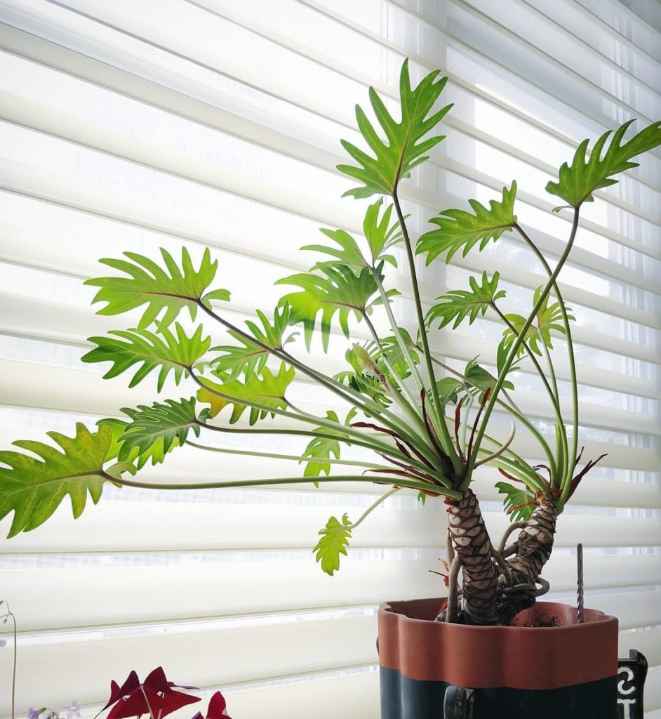 houseplantjournal: Every leaf you see here was not on this plant when I first got it. The natural p… Every leaf you see here was not on this plant when I first got it. The natural p...