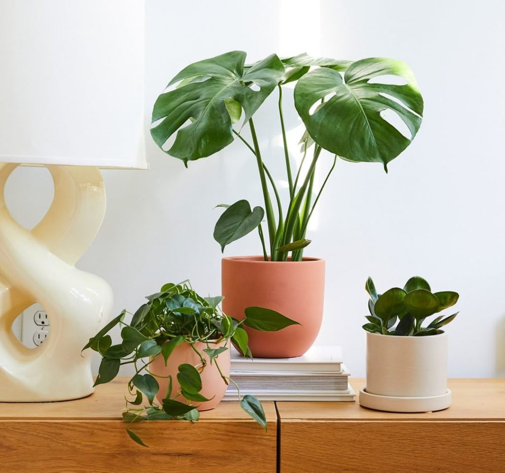 A living room must-have: the Philodendron. It's known for its heart-shaped leave...