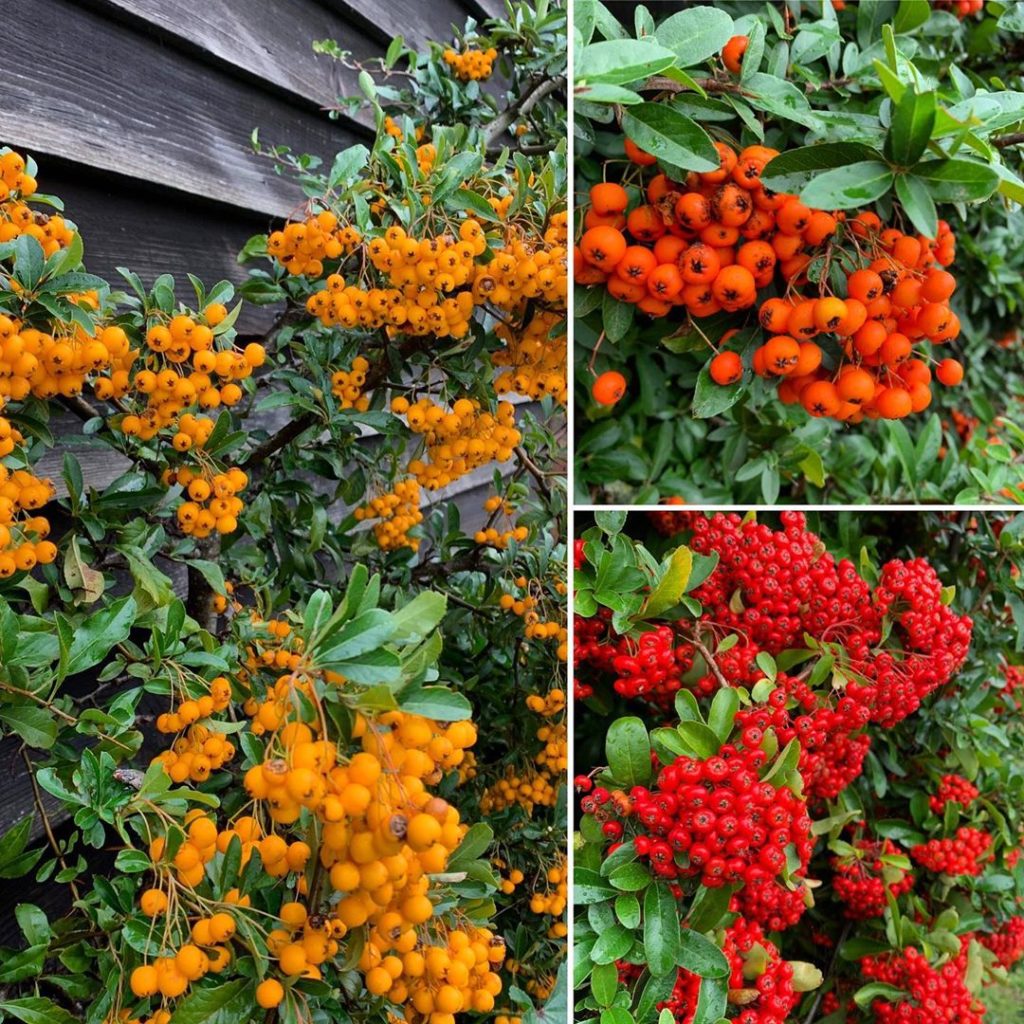 Explosive colour on a very full wet day!  A lot of people are sniffy about #pyra...