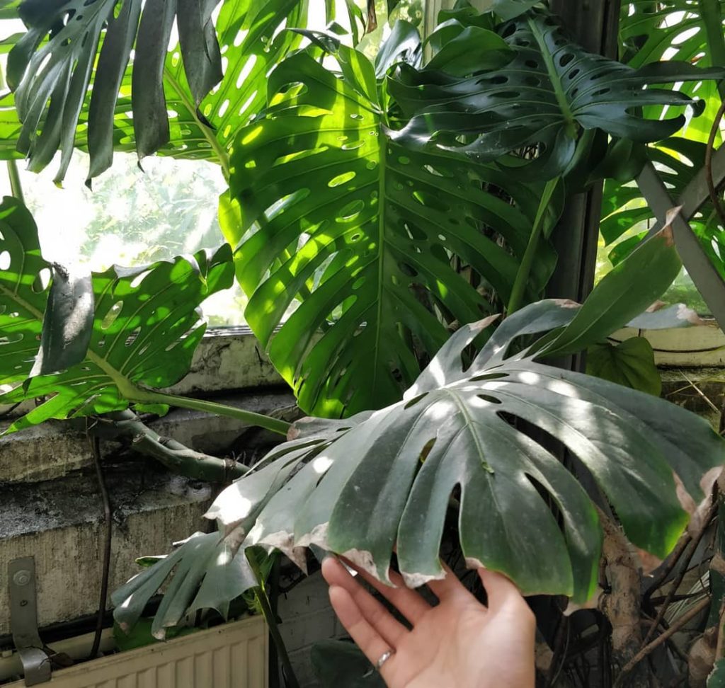 #monsteramonday older leaves *will* show the marks (browned tips) of hard work: ...