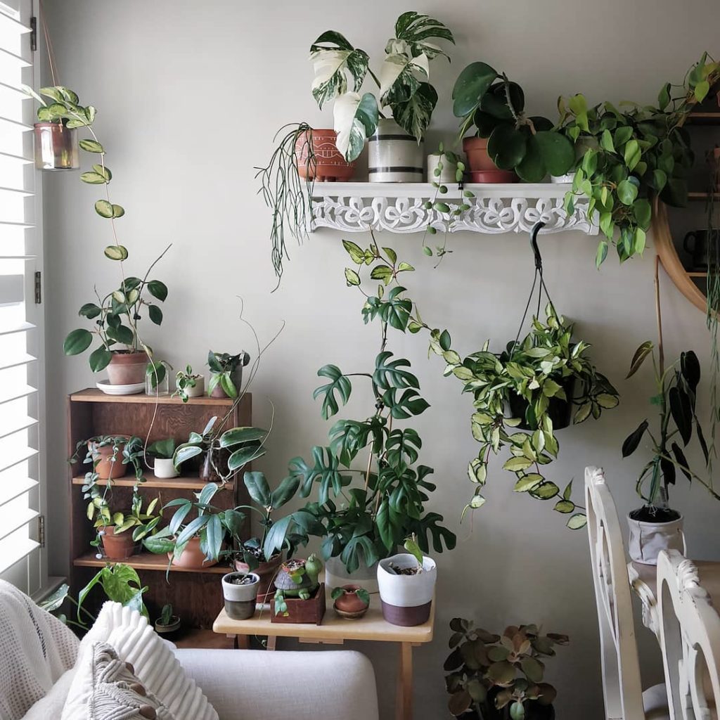 houseplantjournal: Super excited to meet you and talk houseplant care here in California! Link in p… Super excited to meet you and talk houseplant care here in California! Link in p...