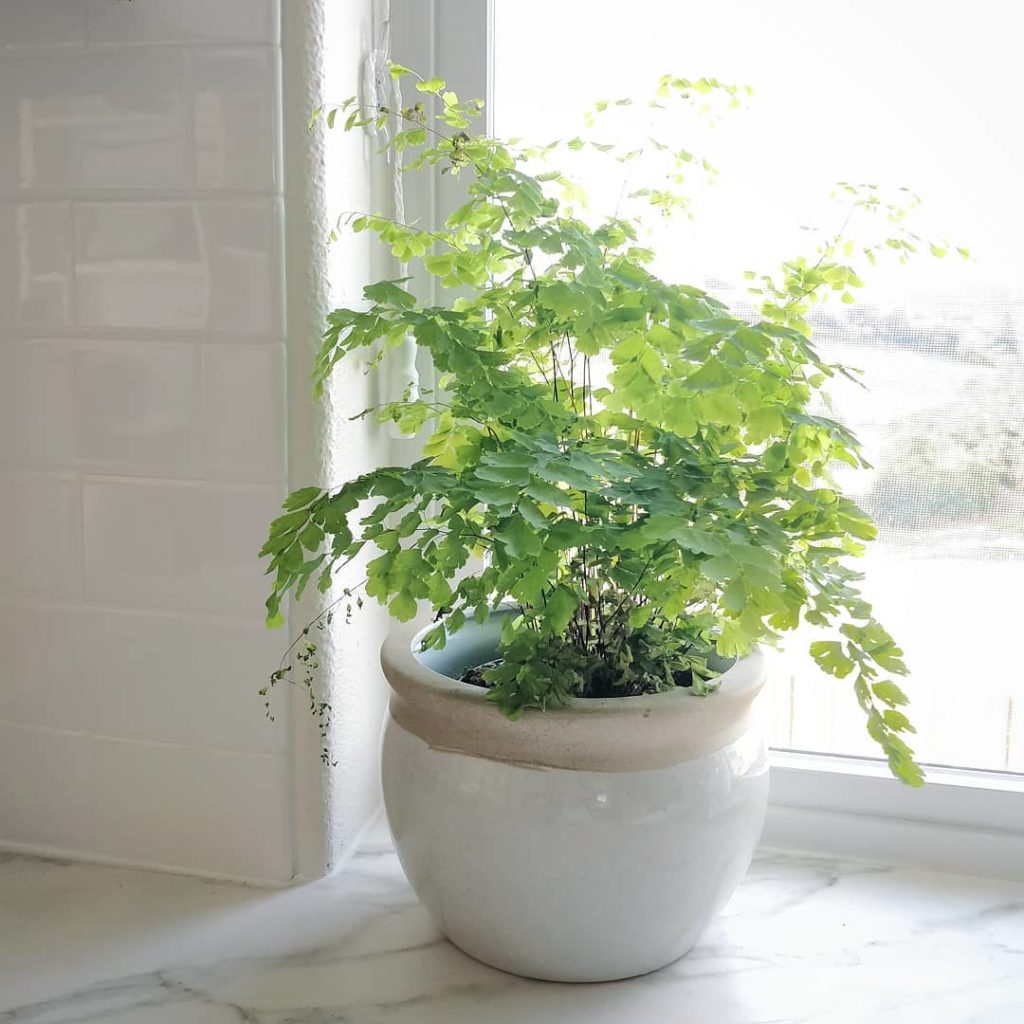 During my stay, I inspired my cousin to get some more plants!
-
Care is not simp...