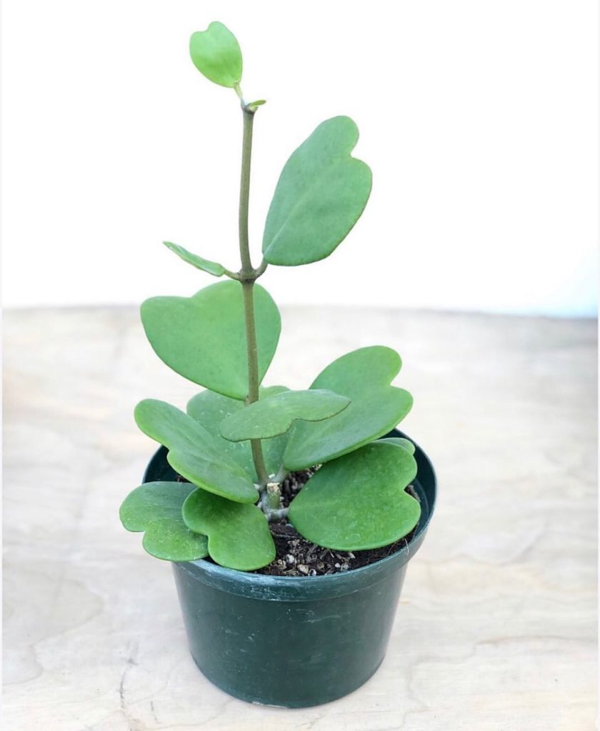 Hoya Hearts  are back in stock for the last time this year....