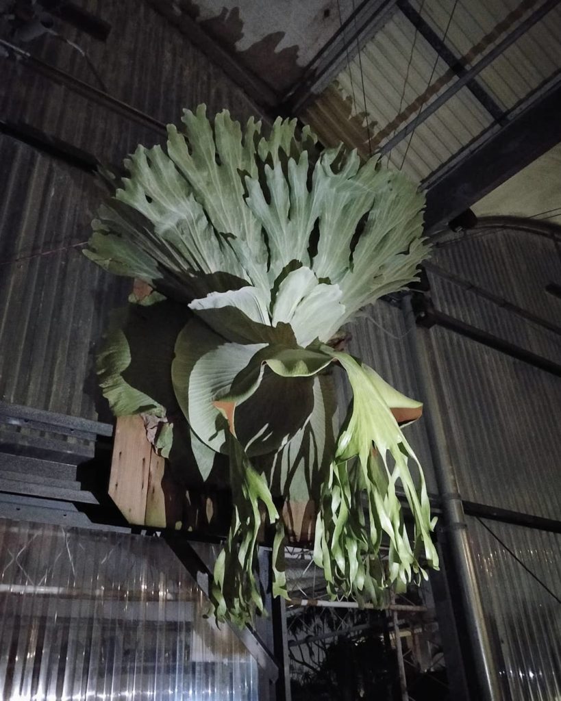 houseplantjournal: As you exit @rainforestflora be sure to say hello to this giant Platycerium supe… As you exit @rainforestflora be sure to say hello to this giant Platycerium supe...