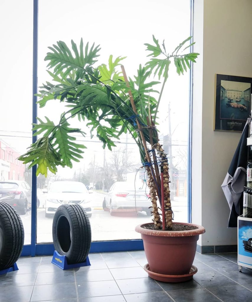 houseplantjournal: #tbt a lovely Thaumatophyllum bipinnatifidum (formerly known as Philodendron sel… #tbt a lovely Thaumatophyllum bipinnatifidum (formerly known as Philodendron sel...