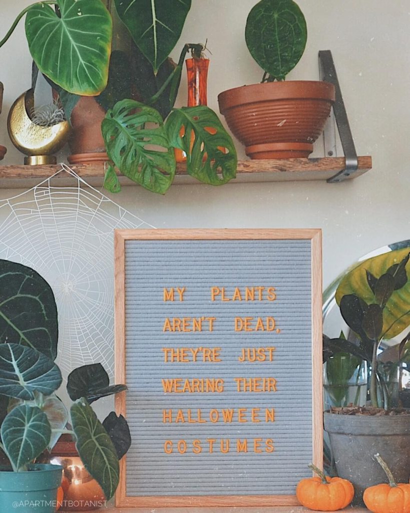 Now that's spooky.  Photo via @apartmentbotanist...