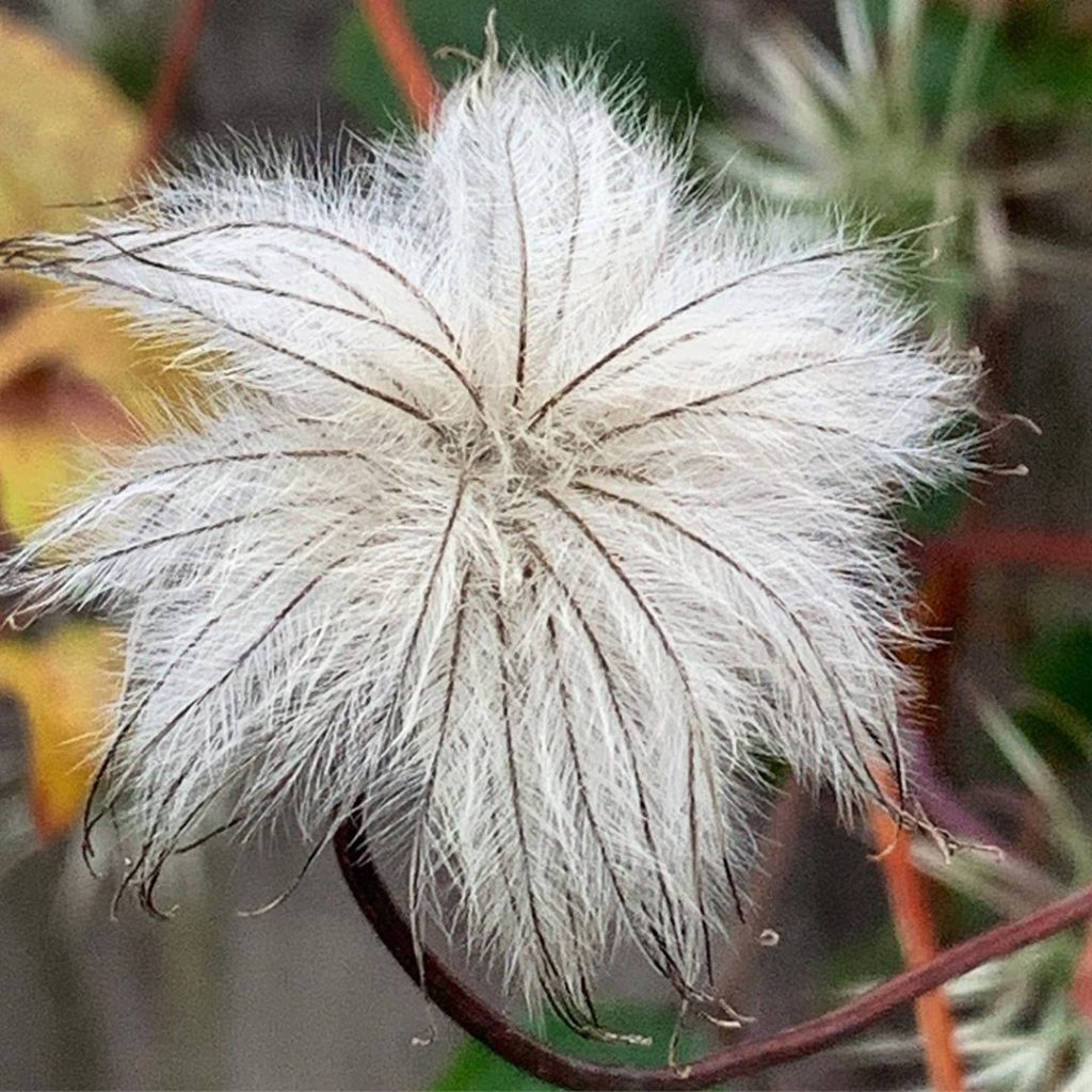 The showy ‘look at me’ flowers of this Clematis are over for the year but I  the...