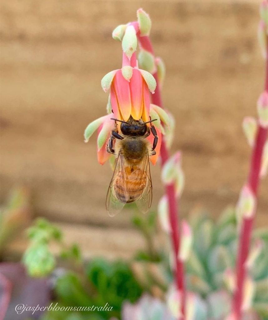 BEE HAPPY!!  (: @jasperbloomsaustralia )...
