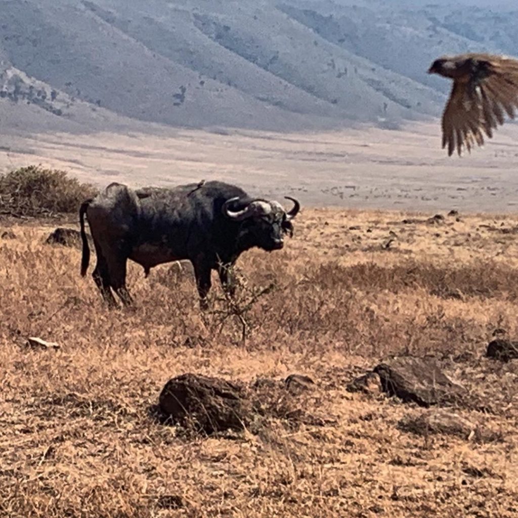Water Buffalo photobombed by passing bird! Climbing #Kilimanjaro for @perennialg...