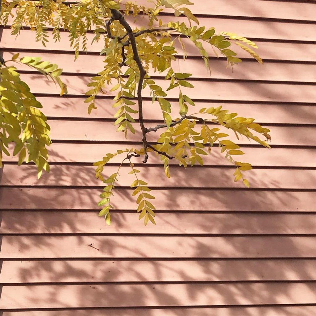 Fall, Providence, Rhode Island #historic #benefitstreet #gleditsia #pink #weathe...