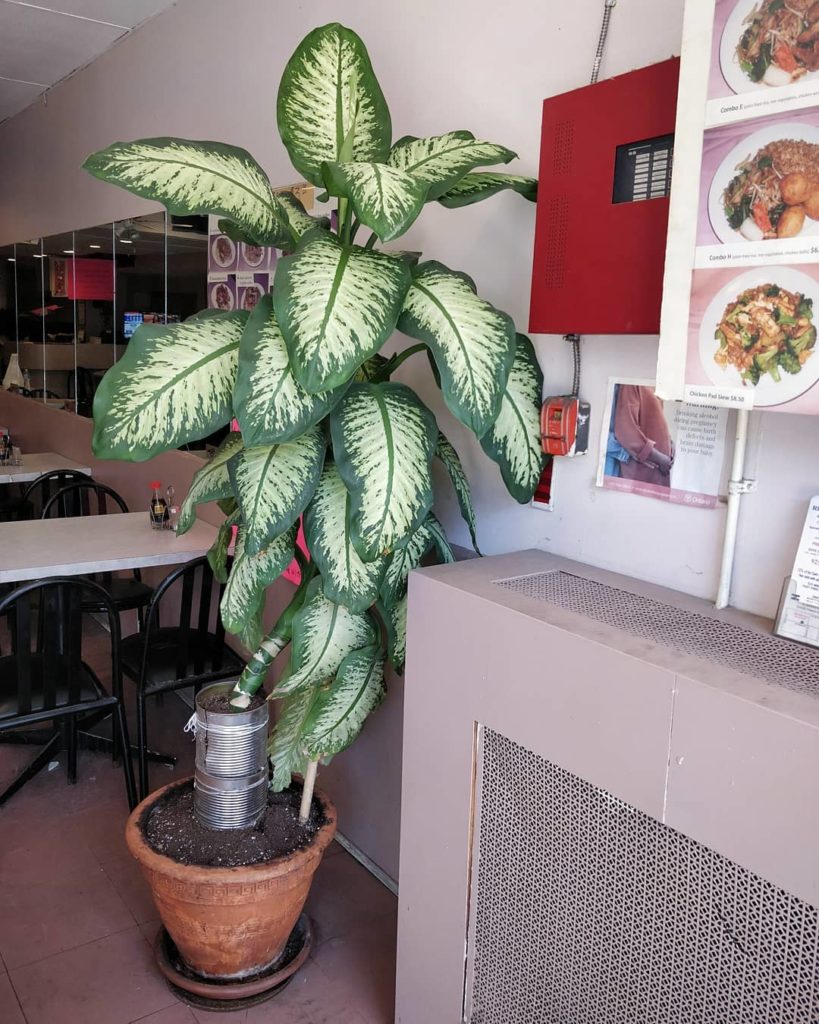 houseplantjournal: I’m so happy to have received a baby from this lovely Dieffenbachia from the Riv… I'm so happy to have received a baby from this lovely Dieffenbachia from the Riv...