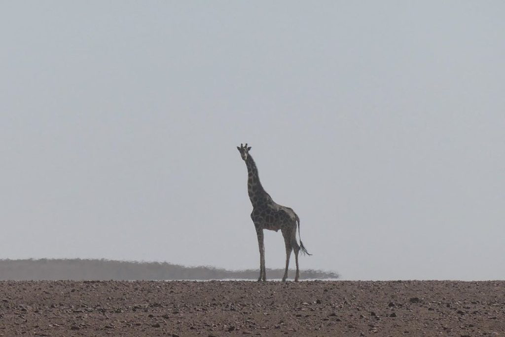 #lonesome : #elegant : #majestic...