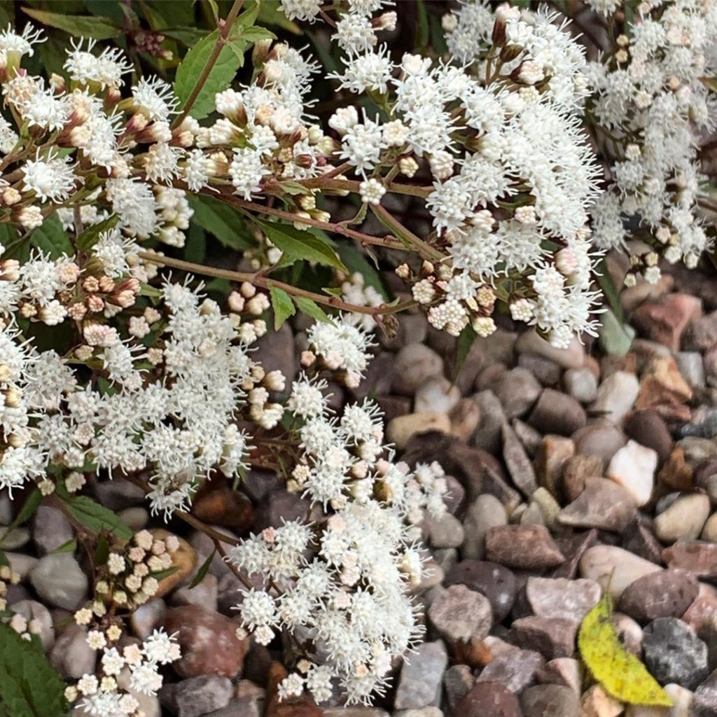 It’s quite an admission when you say that you’re not so keen on the flowers! I a...