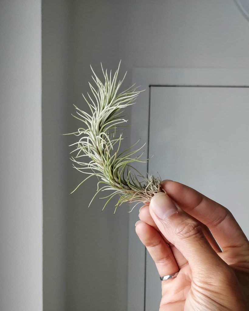 My little Tillandsia funckiana. Swipe to see the amazing 50+ year old specimen g...