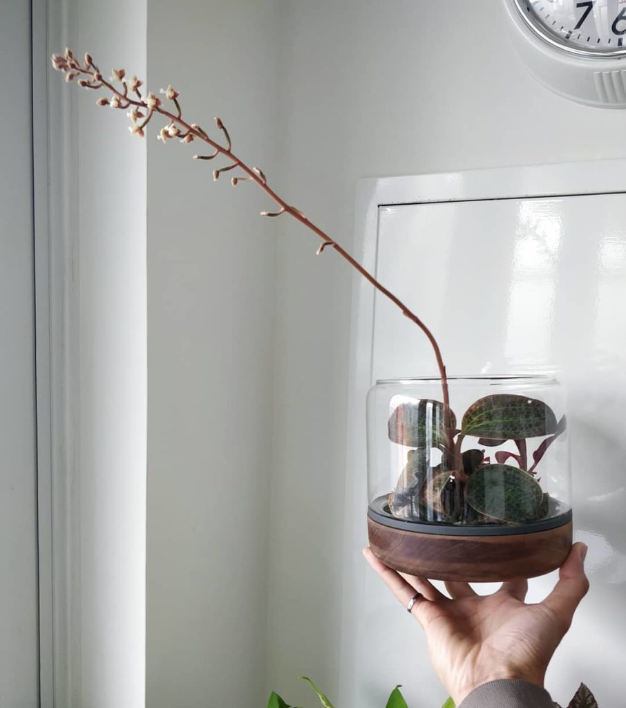 houseplantjournal: Jewel orchid flowered for my birthday! 2️⃣ Looks like the blooming… Jewel orchid flowered for my birthday! 2️⃣ Looks like the blooming...