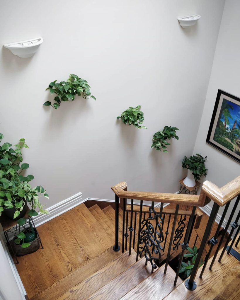 houseplantjournal: In today’s blog post, I discuss some preliminary ideas about DLI – basically tha… In today's blog post, I discuss some preliminary ideas about DLI - basically tha...