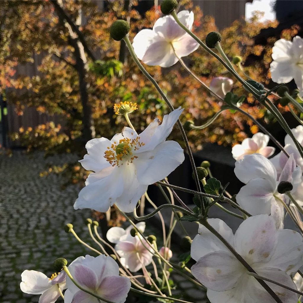 sheilajacklandscapes: Autumn light #anemonehonorinejobert #acer #courtyardgarden #keepingitsimple . …. Autumn light #anemonehonorinejobert #acer #courtyardgarden #keepingitsimple . ....