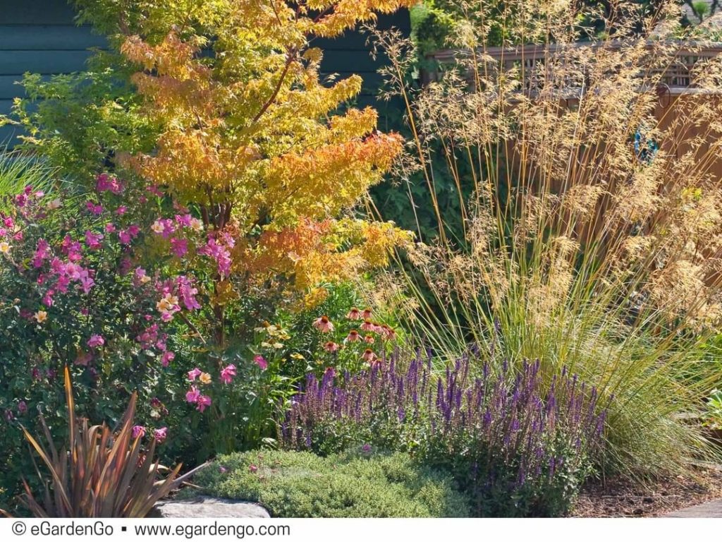 gardendesignmag: Love to see a garden with spring-to-fall blooms AND fantastic fall foliage! @ega… Love to see a garden with spring-to-fall blooms AND fantastic fall foliage! @ega...