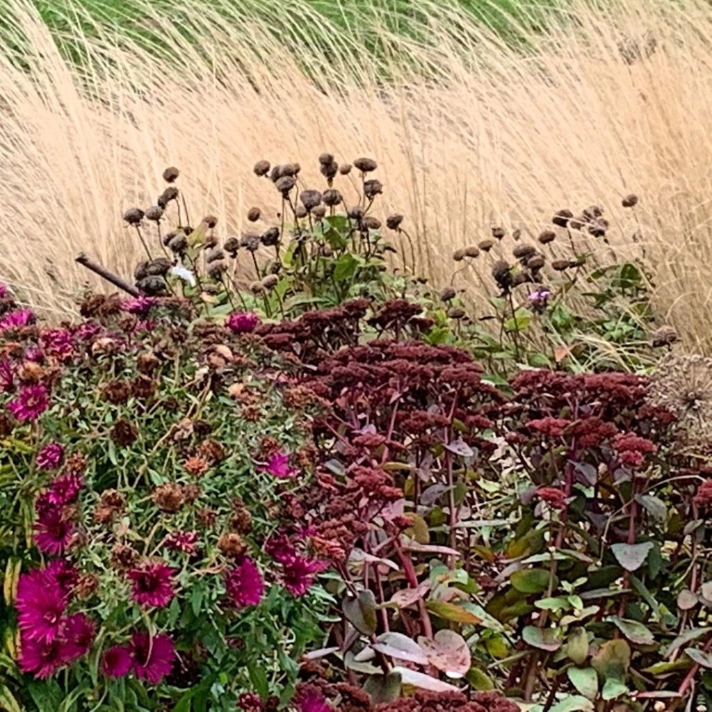 Aster, Sedum and Stipa keeping the colour going #autumn #gardendesign #gardens #...