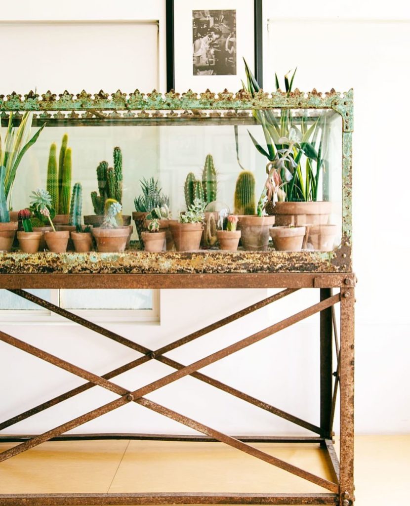 Plants > Fish? What’s your vote? Tell us in the comments! : @dabito #fairyblooms...