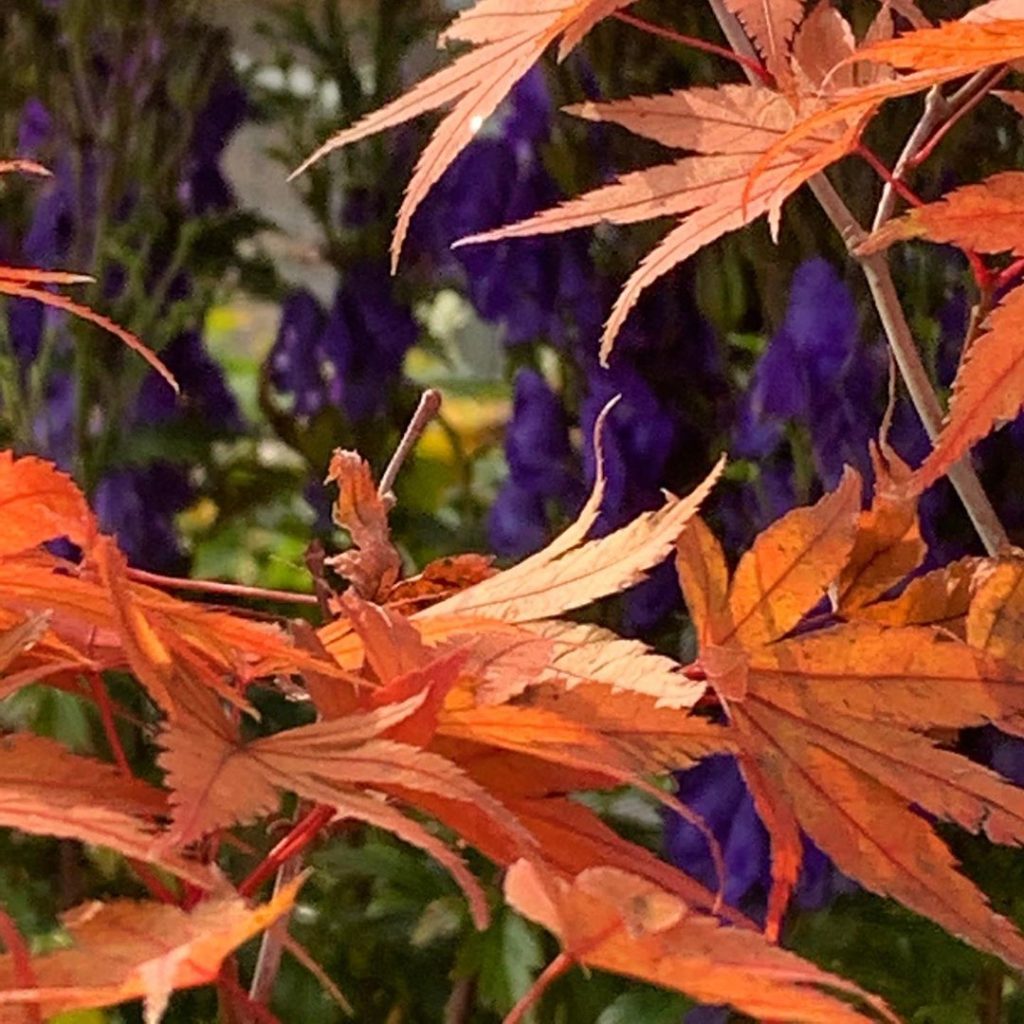 Clashy and bright and shining in the autumn sun #aconitum #acer #autumn #gardend...