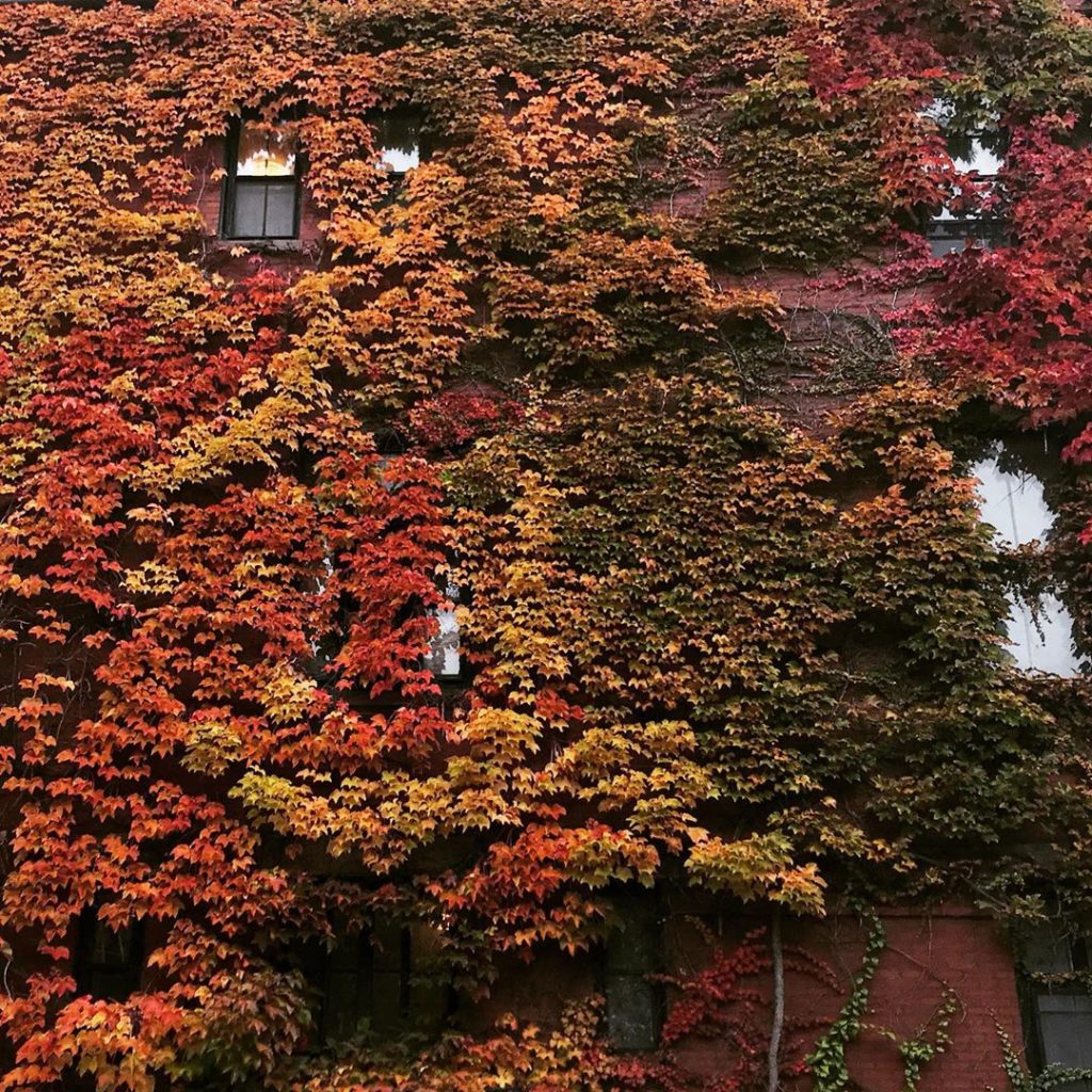 sheilajacklandscapes: Boston ivy, Boston #Parthenocissustricuspidata wrapped in the colours of autumn … Boston ivy, Boston #Parthenocissustricuspidata wrapped in the colours of autumn ...