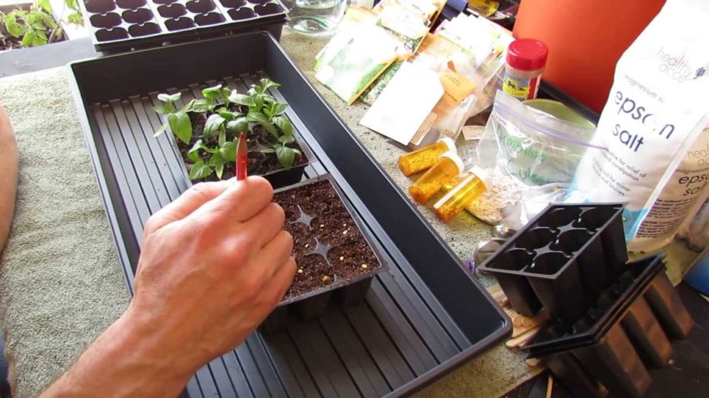 For New Gardeners: How to Start/Plant Pepper Seeds Indoors for Transplants - MFG 2014