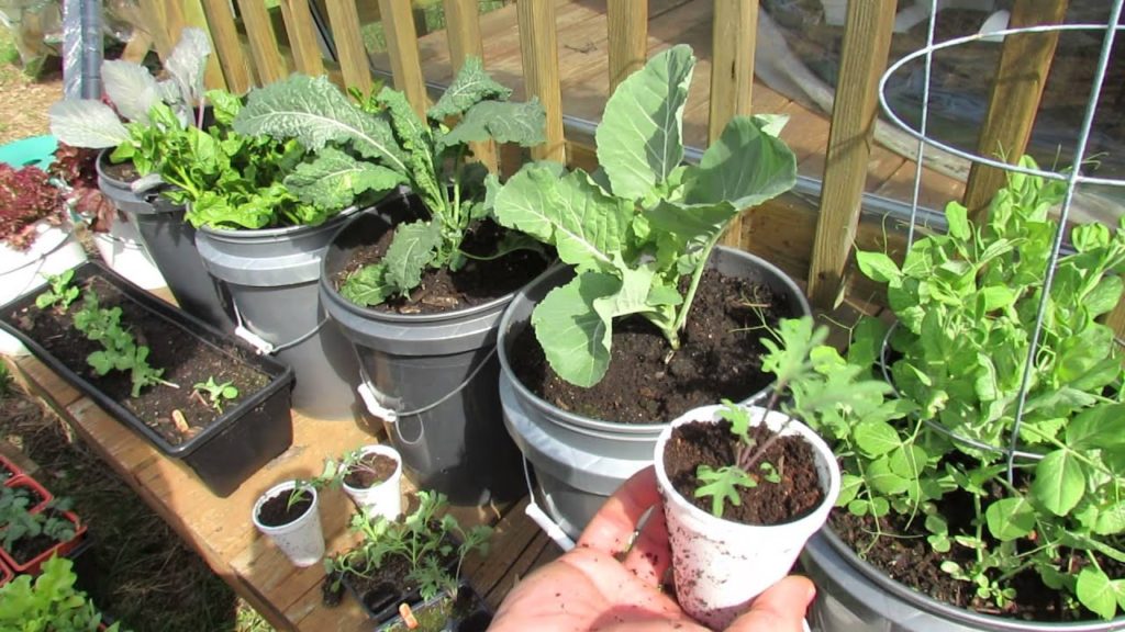 Gary Pilarchik: Growing Kale & Collards in Containers: Patio Garden – MFG 2014 Growing Kale & Collards in Containers: Patio Garden - MFG 2014