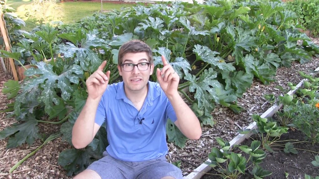 MIgardener: Prune Zucchini to Increase Production – Prevent Powdery Mildew & Prevent Blossom End Rot Prune Zucchini to Increase Production - Prevent Powdery Mildew & Prevent Blossom End Rot