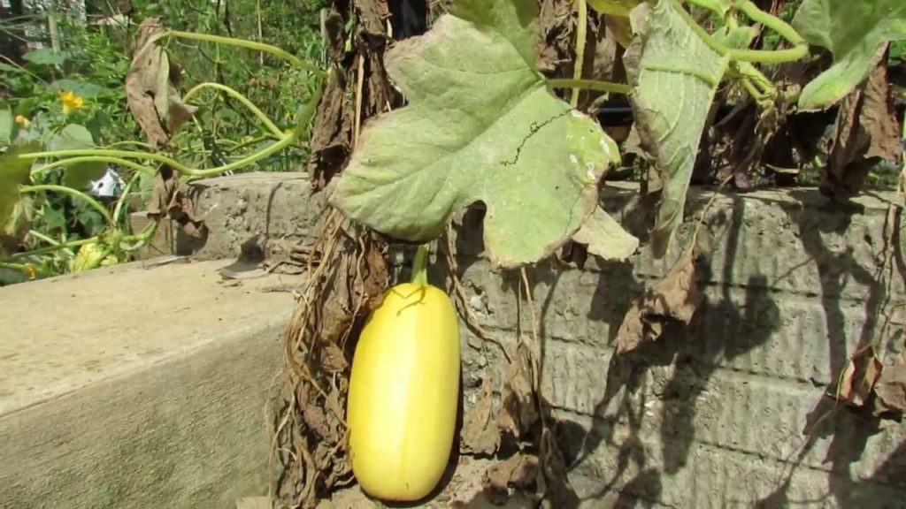 MFG 2013: When to Harvest Spaghetti Squash - What They Look Like Full SIze