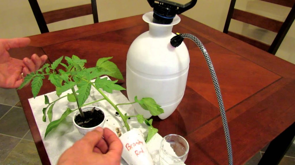 Gary Pilarchik: Aspirin: Tomato Disease Prevention by Using Aspirin to Trick Your Tomato – TRG 2012 Aspirin: Tomato Disease Prevention by Using Aspirin to Trick Your Tomato - TRG 2012