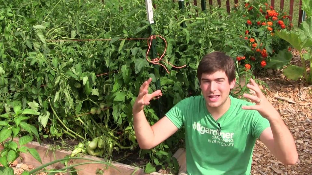 MIgardener: 2 Super Easy Methods to Prevent Tomato Cracking 2 Super Easy Methods to Prevent Tomato Cracking