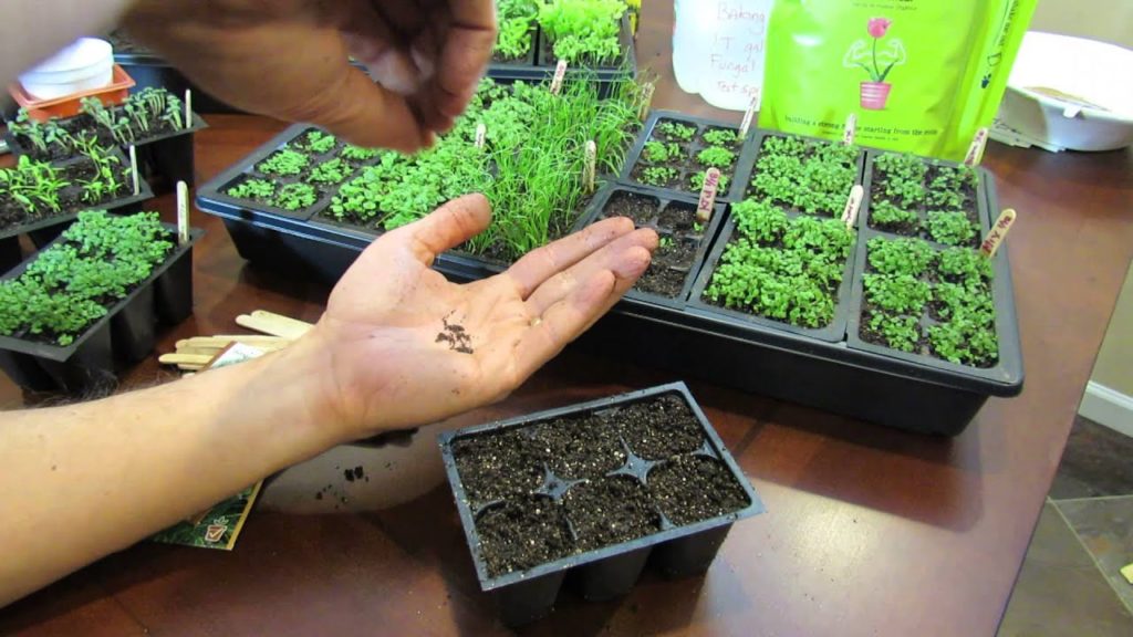 Gary Pilarchik: MFG 2016: Planting Thyme a Perennial Herb Using the Over-Seeding Method: Start Early! MFG 2016: Planting Thyme a Perennial Herb Using the Over-Seeding Method: Start Early!