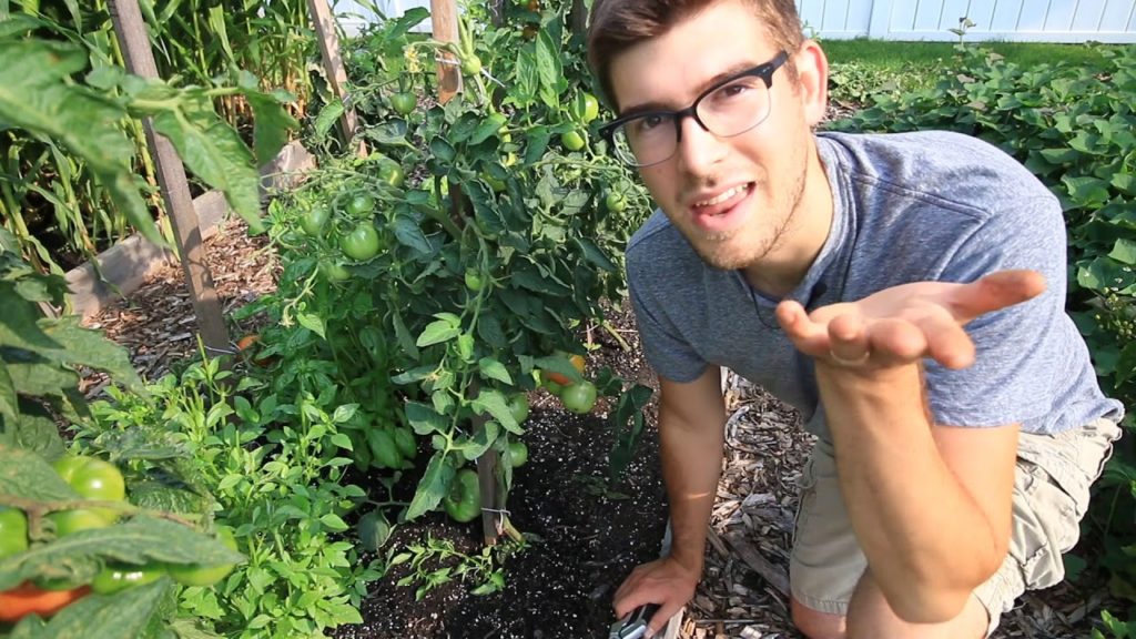 #1 Reason Your Tomatoes Are Not Ripening - How to Speed It Up