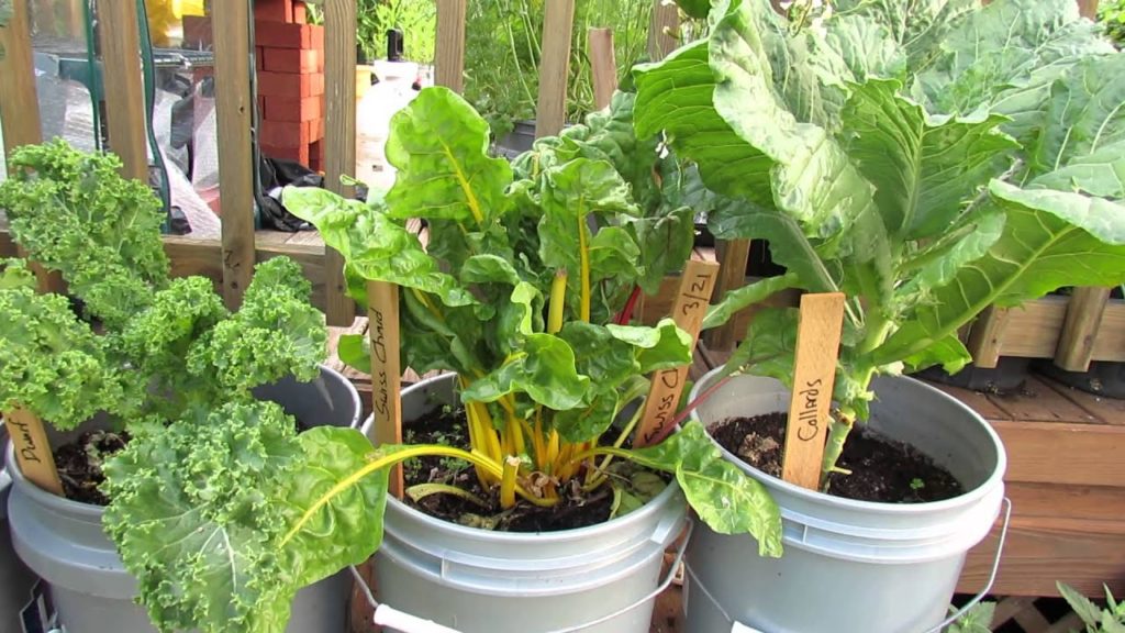 Gary Pilarchik: 5 Gallon Container Plants (Full Size Examples): Kale, Chard, Peas, Lettuces & Tomatoes – TRG 2015 5 Gallon Container Plants (Full Size Examples): Kale, Chard, Peas, Lettuces & Tomatoes - TRG 2015